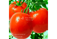 Палліна F1 - томат детермінантний, 10 000 насінин, Agri Saaten Німеччина фото, цiна